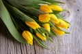 Yellow Tulips Royalty Free Stock Photo