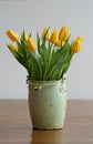 Yellow Tulips Royalty Free Stock Photo