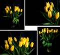 Yellow tulips