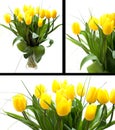Yellow tulips Royalty Free Stock Photo