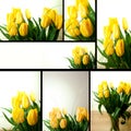 Yellow tulips Royalty Free Stock Photo