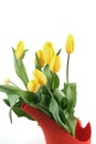 Yellow Tulips Royalty Free Stock Photo
