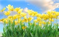 Yellow Tulips Royalty Free Stock Photo