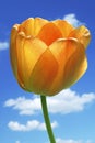 Yellow tulips Royalty Free Stock Photo