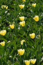 Yellow tulips Royalty Free Stock Photo