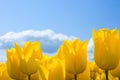 Yellow Tulips