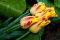 Yellow tulips Royalty Free Stock Photo