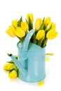 Yellow tulips Royalty Free Stock Photo