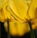 Yellow tulips