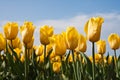 Yellow tulips