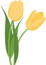 Yellow Tulips