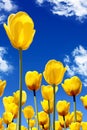 Yellow tulips