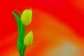 Yellow tulips against bright red orange abstract background ackground Royalty Free Stock Photo