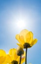 Yellow tulips with the blue sky Royalty Free Stock Photo