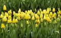 yellow tulips that appear to be arranged Royalty Free Stock Photo