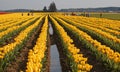 Yellow tulips as far as the eye can see