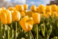 Yellow Tulips Background Garden Stock Photo Wide Royalty Free Stock Photo