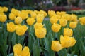 Yellow tulips with beautiful bouquet background, Tulip, Tulips in spring at the garden, Selective focus Royalty Free Stock Photo