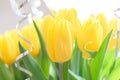 Yellow tulips, beautiful bouquet flowers close-up with blurred background
