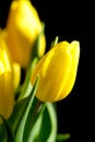 Yellow tulips on black background Royalty Free Stock Photo