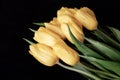 Bouquet of yellow tulips on a black background. A gift to the women`s day of yellow tulips. Beautiful yellow flowers
