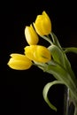 Yellow tulips on black background