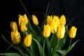 Yellow tulips on black background Royalty Free Stock Photo