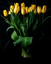 Yellow tulips on black background Royalty Free Stock Photo