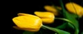 Yellow tulips on black background Royalty Free Stock Photo