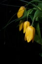 Yellow tulips on black background Royalty Free Stock Photo