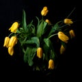 Yellow tulips on black background Royalty Free Stock Photo