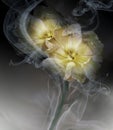 Yellow tulips on black background in curls of smoke. Close-up. Royalty Free Stock Photo