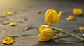 Yellow tulips on a black background. Place for your text