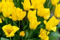 Yellow tulips bloom in spring. Tulip flower nature. Floral background. Botanical garden. Flowering buds. Blooming mood Royalty Free Stock Photo