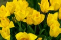 Yellow tulips bloom in spring. Tulip flower nature. Floral background. Botanical garden. Flowering buds. Blooming mood Royalty Free Stock Photo