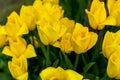 Yellow tulips bloom in spring. Tulip flower nature. Floral background. Botanical garden. Flowering buds. Blooming mood Royalty Free Stock Photo