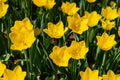 Yellow tulips bloom on a Sunny day in the Park on a background of green leaves Royalty Free Stock Photo