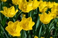 Yellow tulips bloom on a Sunny day in the Park on a background of green leaves Royalty Free Stock Photo