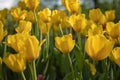 Yellow tulips bloom on a Sunny day in the Park on a background of green leaves Royalty Free Stock Photo