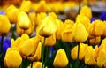 Tulips Royalty Free Stock Photo