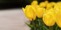 Blooming spring yellow tulips close-up on a blurry background with bokeh Royalty Free Stock Photo