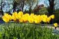 Yellow tulips blooming in spring season in garden at Netherlands Royalty Free Stock Photo