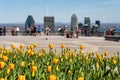 Yellow tulips blooming at top of Mount Royal, Montreal skyline in distance Royalty Free Stock Photo