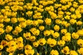 Yellow tulips blossoms in park in Almaty, Kazakhstan. Spring background