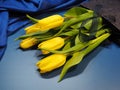 Yellow tulips on a blue background