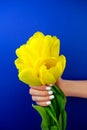 Yellow tulips on blue background. Woman`s hand with white manicure hold flower bouquet. Symbol of female violence. Royalty Free Stock Photo