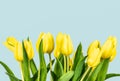 Yellow tulips on blue background. Royalty Free Stock Photo