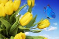 yellow tulips with a blue butterfly against a blue sky with clouds. Summer postcard. beautiful bouquet of flowers