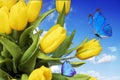 yellow tulips with a blue butterfly against a blue sky with clouds. Royalty Free Stock Photo