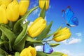 Yellow tulips with a blue butterfly against a blue sky with clouds Royalty Free Stock Photo